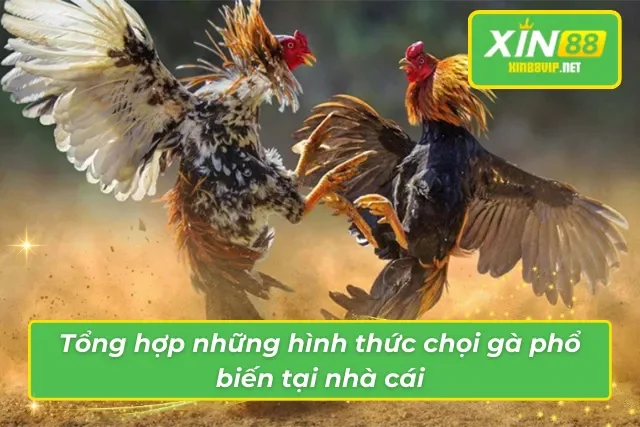 Các hình thức chọi kê được săn đón nhất tại sân cược 