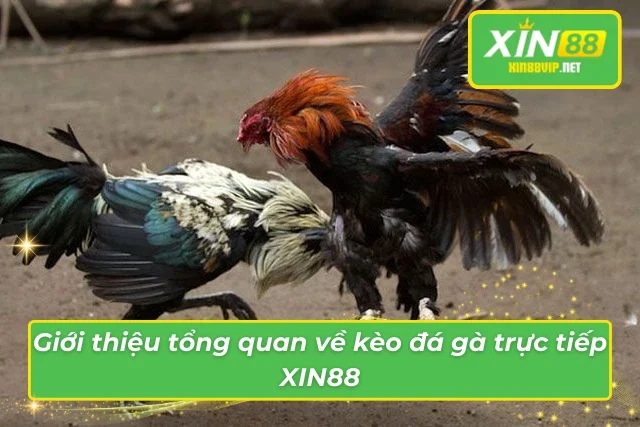 Tổng quan những thông tin vô cùng thú vị trong kèo đá gà trực tiếp