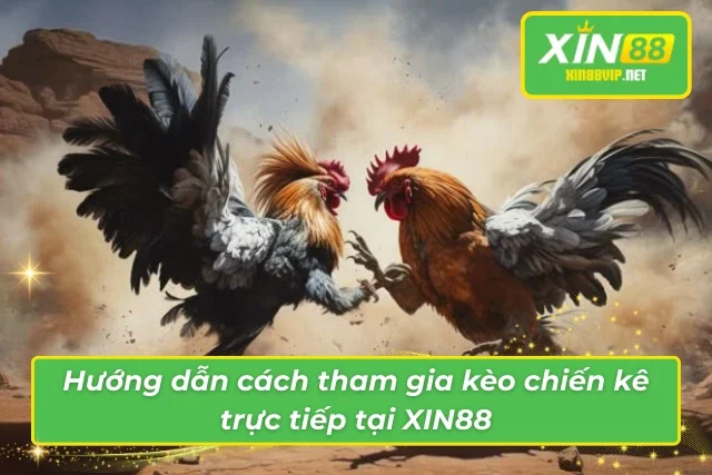 Chi tiết những thông tin thú vị khi tham gia kèo đá gà trực tiếp tại Xin88